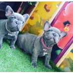 Bulldog Francs BULLDOG FRANCES  PADRAO E EXITICOS