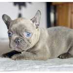 Bulldog Francs Filhotes de bulldog frances disponveis