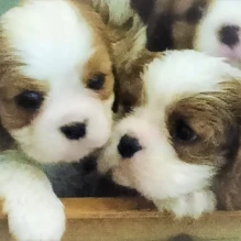 CAVALIER KING CHARLES