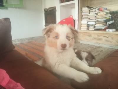 BORDER COLLIE BORDER COLLIE