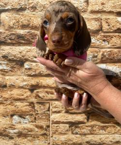 BASSET MINI TECKEL CHOCOLATE MACHOS ENTREGO HOJE CHAMA NO ZAP