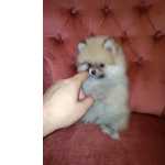 Spitz Alemo Spitz Alemo Ano ou Lulu da Pomernia Porto PORTO