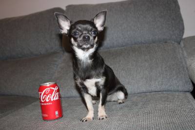 Chihuahua femea de cor azul com LOP