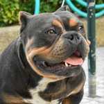 American Bully American bully exotic Porto Amarante