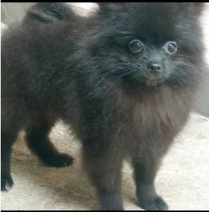 Spitz Alemo anao lulu da pomerania macho preto RJ