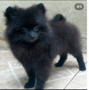 Spitz Alemo anao lulu da pomerania macho preto RJ