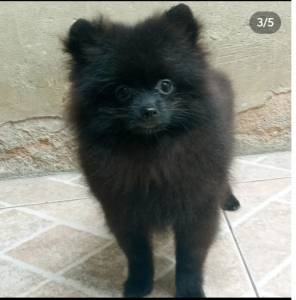 Spitz Alemo anao lulu da pomerania macho preto RJ