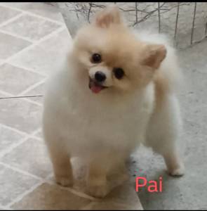 Spitz Alemo anao lulu da pomerania macho preto RJ