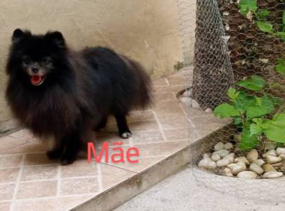 Spitz Alemo anao lulu da pomerania macho preto RJ