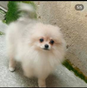 Spitz Alemo anao lulu da pomerania femea laranja RJ