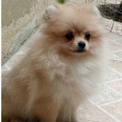 Spitz Alemo anao lulu da pomerania femea laranja RJ