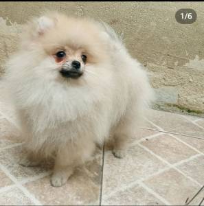 Spitz Alemo anao lulu da pomerania macho laranja RJ