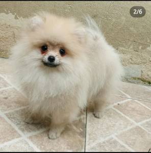 Spitz Alemo anao lulu da pomerania macho laranja RJ