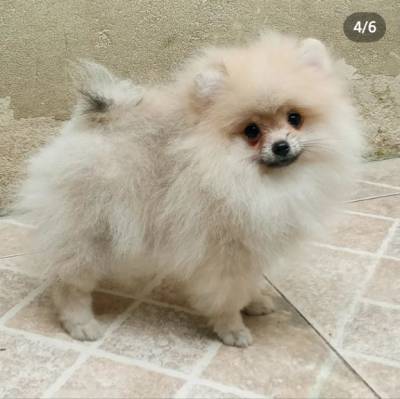 Spitz Alemo anao lulu da pomerania macho laranja RJ