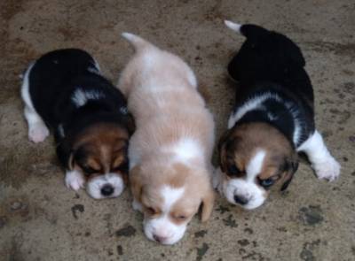 Filhotes beagles Filhotes beagles
