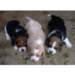 Beagle Filhotes beagles