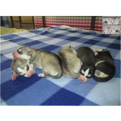 Husky Siberiano Huskies Siberianos - Quinta Das Capitoas Setbal Almada