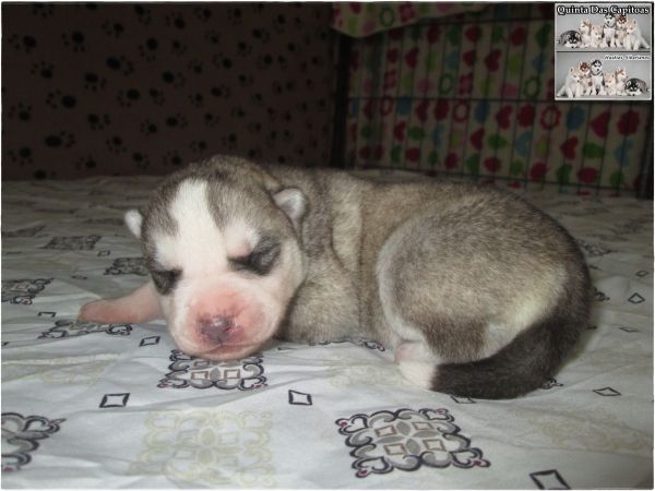 Huskies Siberianos - Quinta Das Capitoas