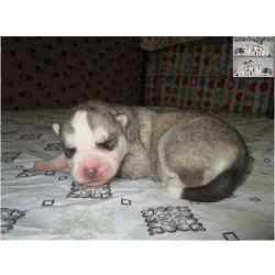 Husky Siberiano Huskies Siberianos - Quinta Das Capitoas Setbal Almada