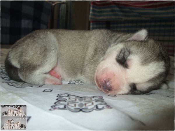 Huskies Siberianos - Quinta Das Capitoas