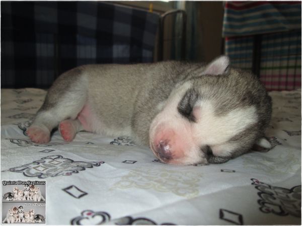 Huskies Siberianos - Quinta Das Capitoas