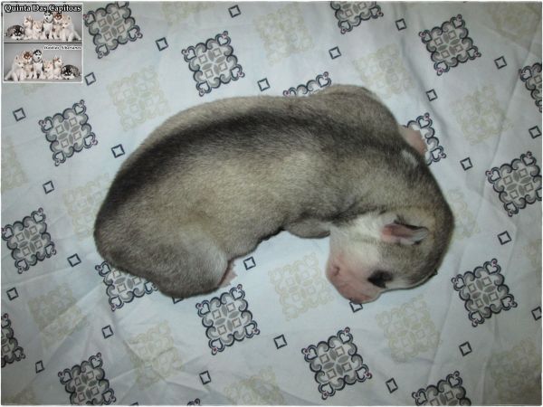 Huskies Siberianos - Quinta Das Capitoas