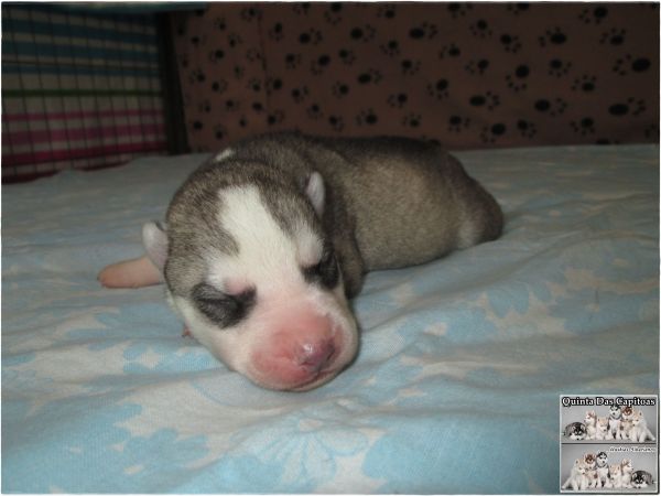 Huskies Siberianos - Quinta Das Capitoas