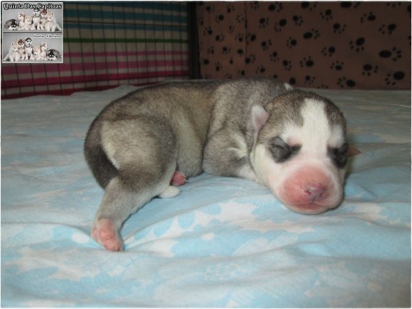 Huskies Siberianos - Quinta Das Capitoas