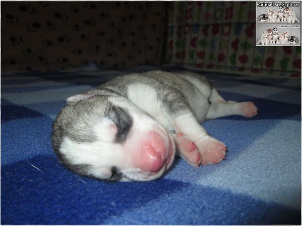 Huskies Siberianos - Quinta Das Capitoas