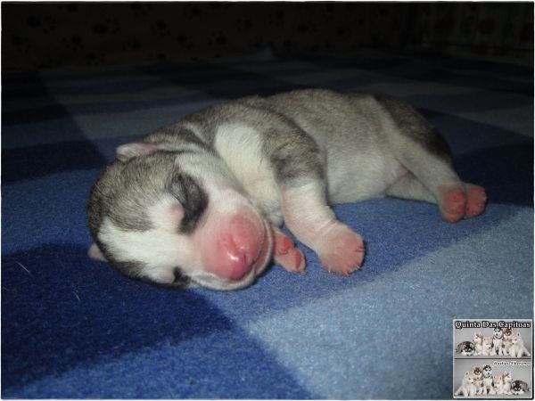 Huskies Siberianos - Quinta Das Capitoas