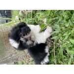 Shih-tzu Shih-tzu lindos filhotes disponveis So Paulo So Paulo