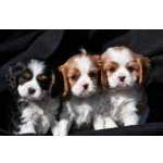 Cavalier King Charles Cavalier king So Paulo So Paulo