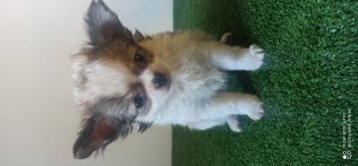 Chihuahaua fmea
