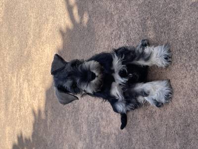 Schnauzer Miniatura sal y pimienta