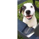 Jack Russel Terrier Fêmea Jack Russell Terrier Porto Paredes