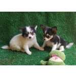 Chihuahua Chihuahua fmea Pernambuco Olinda