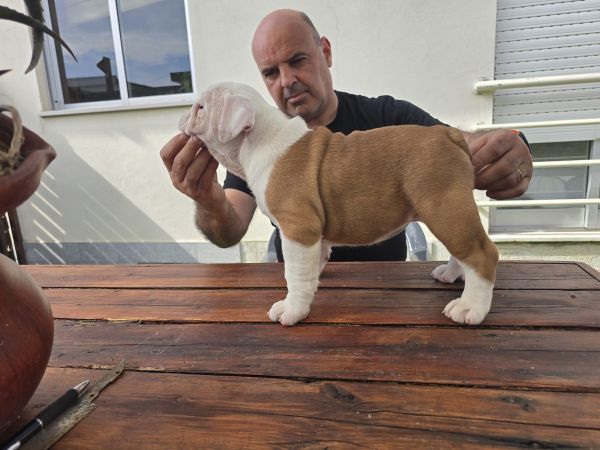 Bulldog Ingl�s beb�s 