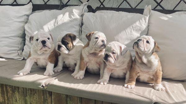 Bulldog Ingl�s beb�s 