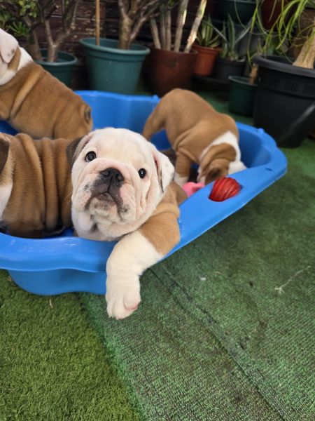 Bulldog Ingl�s beb�s 