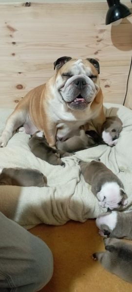 Bulldog Ingls bebs 