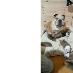 Bulldog Ingls Bulldog Ingls bebs  Aveiro Esmoriz