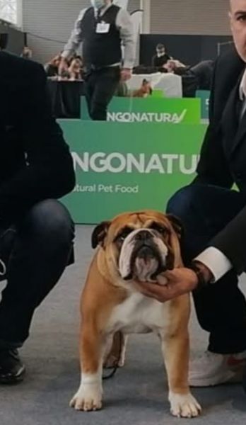 Bulldog Ingls bebs 