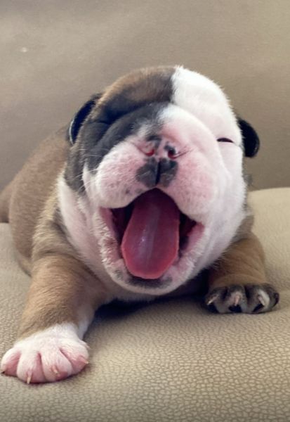 Bulldog Ingls bebs 