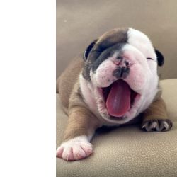 Bulldog Ingls Bulldog Ingls bebs  Aveiro Esmoriz