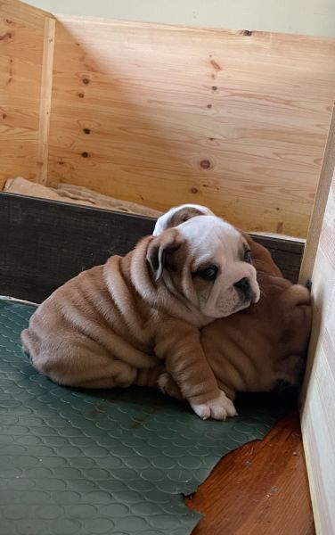 Bulldog Inglês bebés