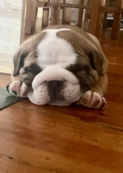 Bulldog Inglês bebés