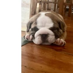 Bulldog Ingls Bulldog Ingls bebs  Aveiro Esmoriz