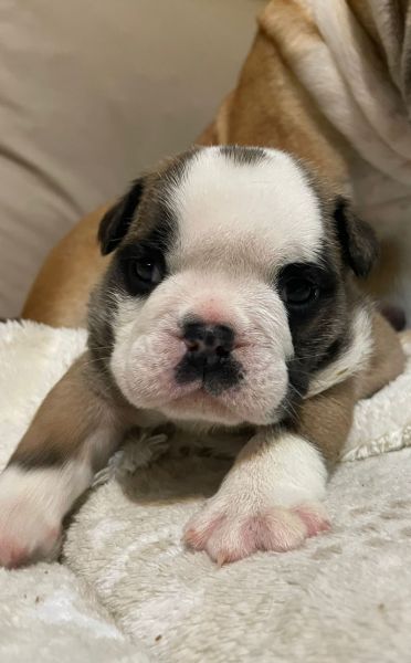 Bulldog Inglês bebés