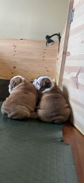 Bulldog Inglês bebés