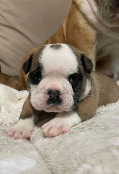 Bulldog Inglês bebés